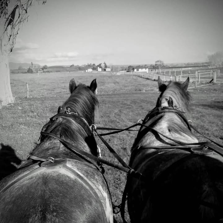 The beautiful Clydesdales working the land. Visit the Madill Shed here at Firth Tower and check o...