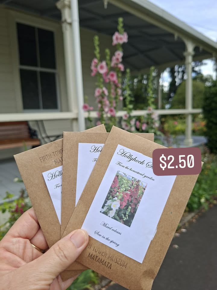 Hollyhocks from the homestead garden. Packs of seeds available now. $2.50 each.