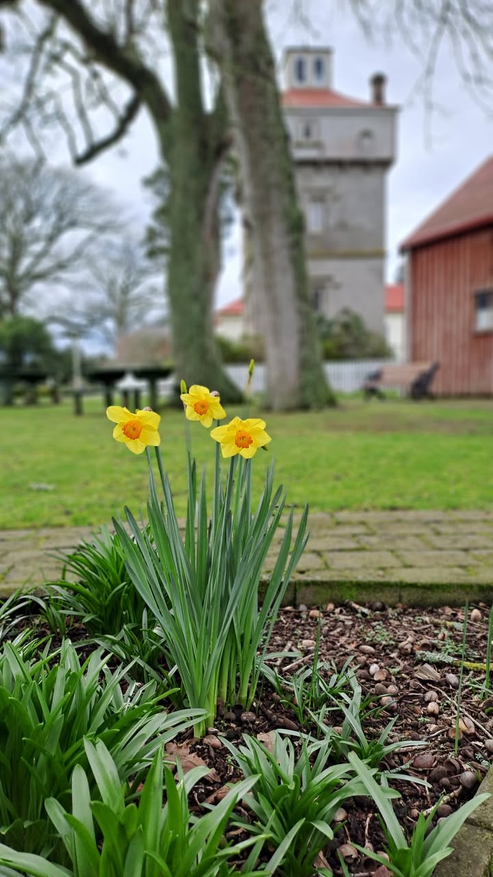 Anyone else got spring flowers popping up in the middle of winter? 

https://www....