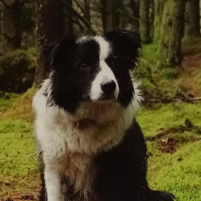 Fun Fact Friday! The first sheep dogs were brought to New Zealand from England and Scotland in 18...