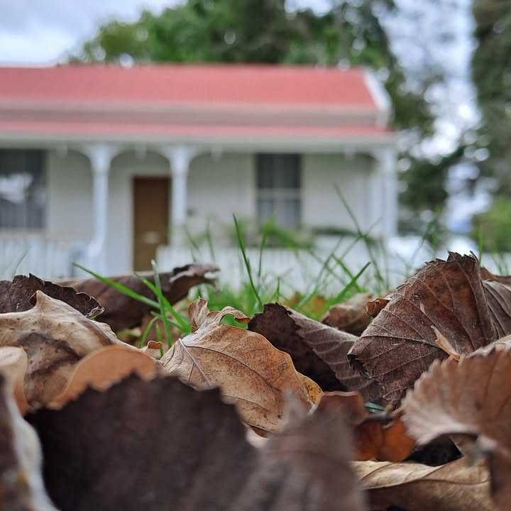 Autumn vibes here in the reserve 

Firth Tower Reserve and Museum
Tower Road
Matamata...