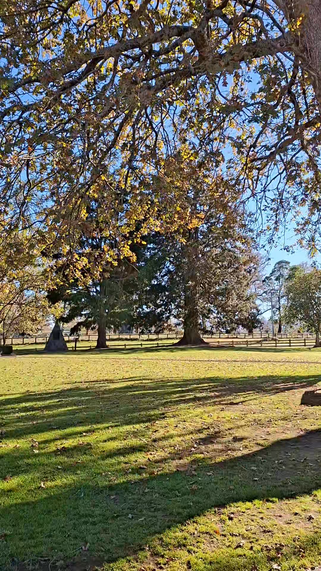 A beautiful day to watch the autumn leaves fall from the oak trees 